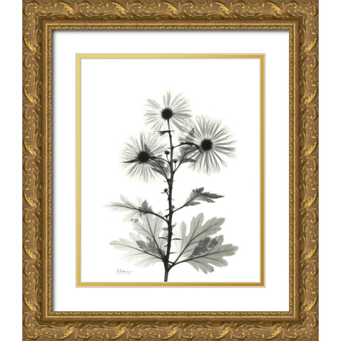 Chrysanthemum for Christine Gold Ornate Wood Framed Art Print with Double Matting by Koetsier, Albert