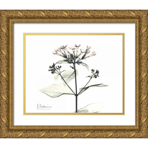 Bounaidia in Bloom Gold Ornate Wood Framed Art Print with Double Matting by Koetsier, Albert