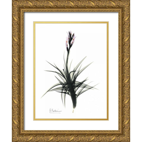 Tillandsia in Bloom Gold Ornate Wood Framed Art Print with Double Matting by Koetsier, Albert