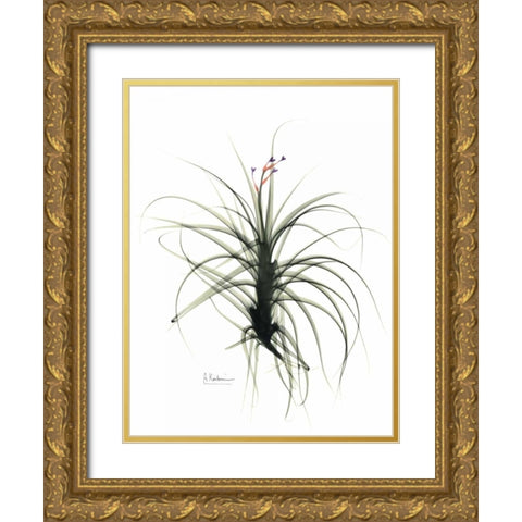 Tillandsia Top Gold Ornate Wood Framed Art Print with Double Matting by Koetsier, Albert