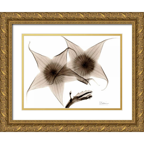 Stapelia in Brown Gold Ornate Wood Framed Art Print with Double Matting by Koetsier, Albert