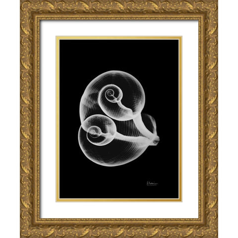 Conjoined Shells on Black Gold Ornate Wood Framed Art Print with Double Matting by Koetsier, Albert