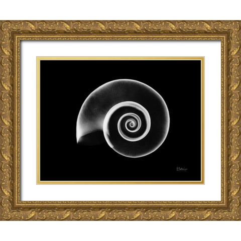 Ramshorn Snail Shell Gold Ornate Wood Framed Art Print with Double Matting by Koetsier, Albert