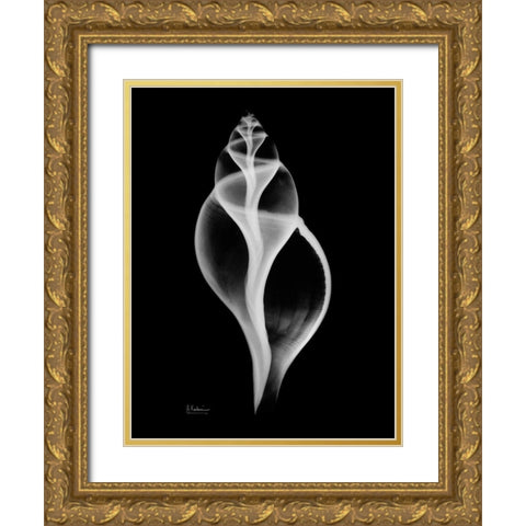 Tulip Shell Gold Ornate Wood Framed Art Print with Double Matting by Koetsier, Albert