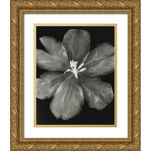 Big Blossom I Gold Ornate Wood Framed Art Print with Double Matting by Koetsier, Albert