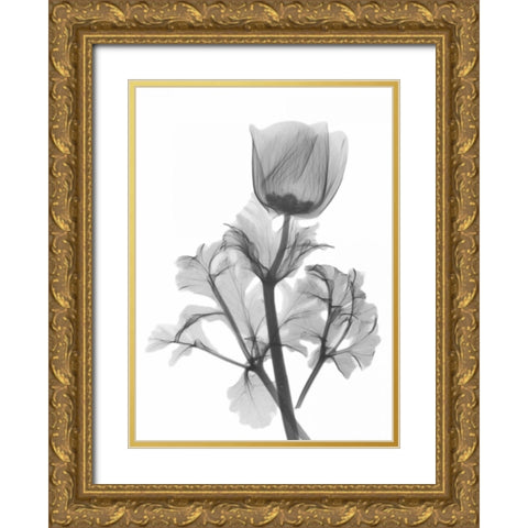 Lonely Anemone Gold Ornate Wood Framed Art Print with Double Matting by Koetsier, Albert