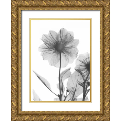 Dahlia Twins Gold Ornate Wood Framed Art Print with Double Matting by Koetsier, Albert