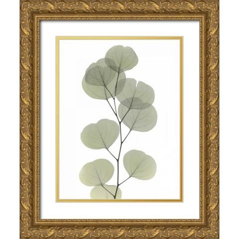 Striving Eucalyptus 1 Gold Ornate Wood Framed Art Print with Double Matting by Koetsier, Albert