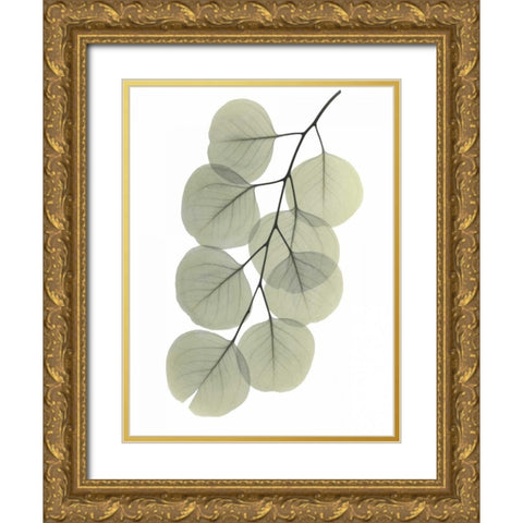 Striving Eucalyptus 2 Gold Ornate Wood Framed Art Print with Double Matting by Koetsier, Albert