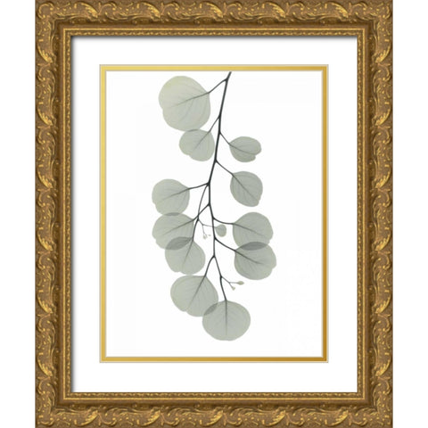 Descending Eucalyptus 1 Gold Ornate Wood Framed Art Print with Double Matting by Koetsier, Albert