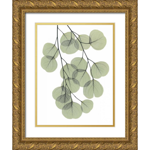 Descending Eucalyptus 2 Gold Ornate Wood Framed Art Print with Double Matting by Koetsier, Albert