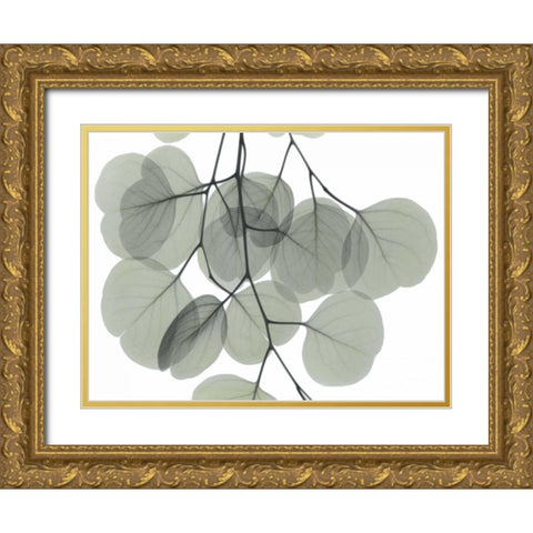 Descending Eucalyptus 5 Gold Ornate Wood Framed Art Print with Double Matting by Koetsier, Albert