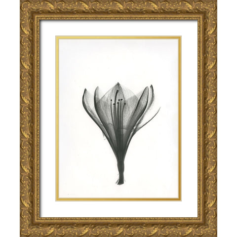 Tulip Gold Ornate Wood Framed Art Print with Double Matting by Koetsier, Albert