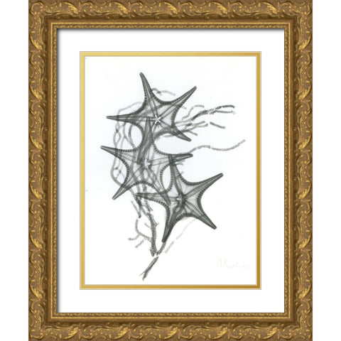 Starfish F134 Gold Ornate Wood Framed Art Print with Double Matting by Koetsier, Albert