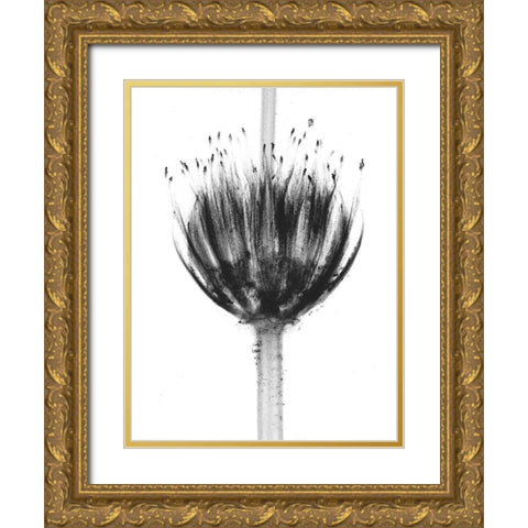 Botanical Crown Gold Ornate Wood Framed Art Print with Double Matting by Koetsier, Albert