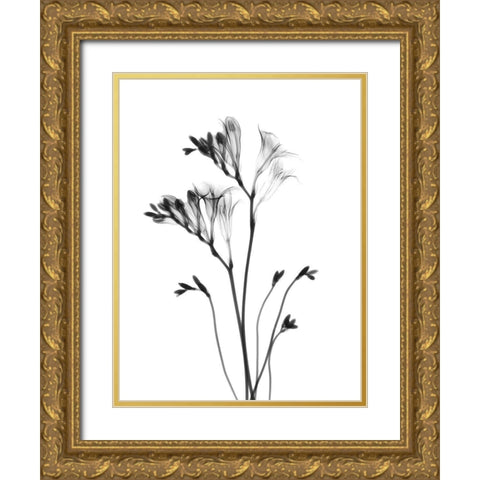 Freesia Gold Ornate Wood Framed Art Print with Double Matting by Koetsier, Albert