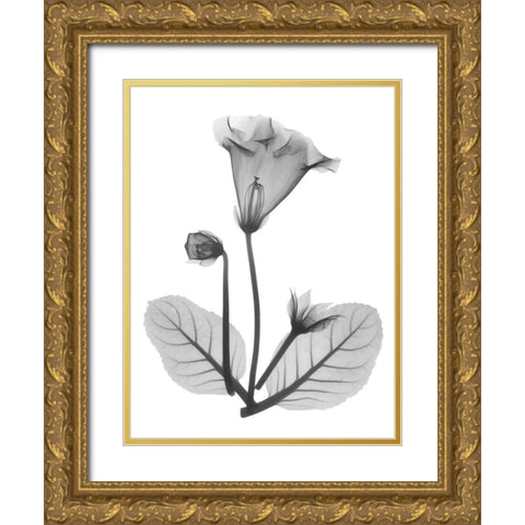 Gloxinia Gold Ornate Wood Framed Art Print with Double Matting by Koetsier, Albert