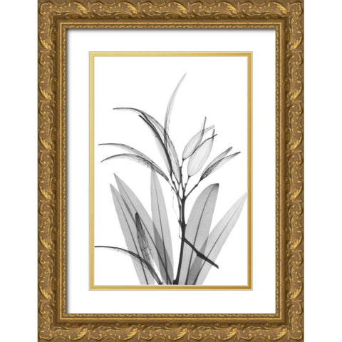 Oleander White Seed Pod Gold Ornate Wood Framed Art Print with Double Matting by Koetsier, Albert