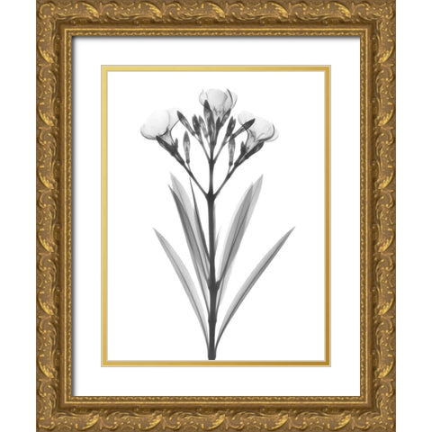 Oleander Gold Ornate Wood Framed Art Print with Double Matting by Koetsier, Albert