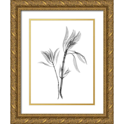 Leucadendron Gold Ornate Wood Framed Art Print with Double Matting by Koetsier, Albert