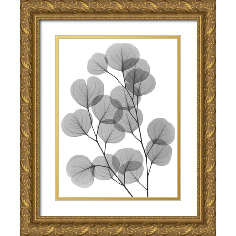 Eucalyptus Bunch Gold Ornate Wood Framed Art Print with Double Matting by Koetsier, Albert