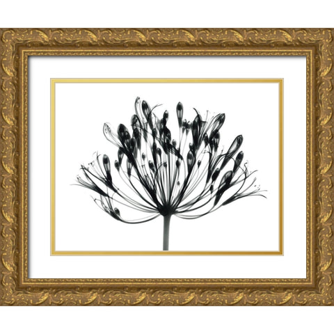 African Lily Gold Ornate Wood Framed Art Print with Double Matting by Koetsier, Albert