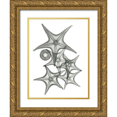 Starfish Bunch F149 Gold Ornate Wood Framed Art Print with Double Matting by Koetsier, Albert