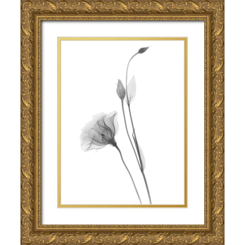 Gentian Gold Ornate Wood Framed Art Print with Double Matting by Koetsier, Albert