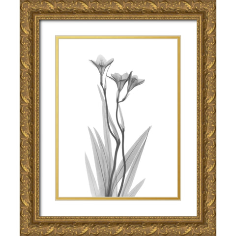 Freesia Gold Ornate Wood Framed Art Print with Double Matting by Koetsier, Albert