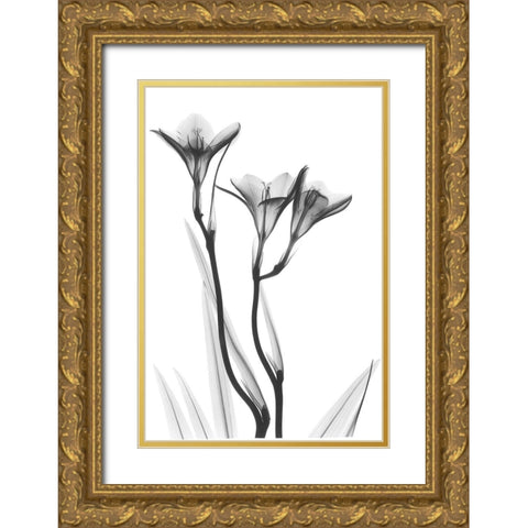 Embracing Tulips Gold Ornate Wood Framed Art Print with Double Matting by Koetsier, Albert