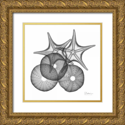 Sea Urchin and Starfish Gold Ornate Wood Framed Art Print with Double Matting by Koetsier, Albert