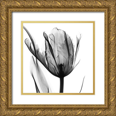 High Contrast Tulip Gold Ornate Wood Framed Art Print with Double Matting by Koetsier, Albert