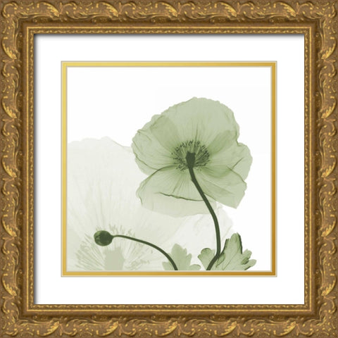 Sage Iceland Poppy Gold Ornate Wood Framed Art Print with Double Matting by Koetsier, Albert