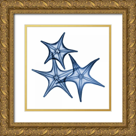 Blue Three Starfish Gold Ornate Wood Framed Art Print with Double Matting by Koetsier, Albert