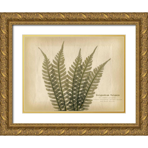 Parchment Fern 2 Gold Ornate Wood Framed Art Print with Double Matting by Koetsier, Albert