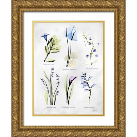 Vast Botanicals Gold Ornate Wood Framed Art Print with Double Matting by Koetsier, Albert