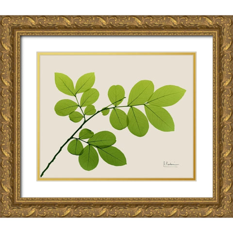 Natural Greenery 1 Gold Ornate Wood Framed Art Print with Double Matting by Koetsier, Albert