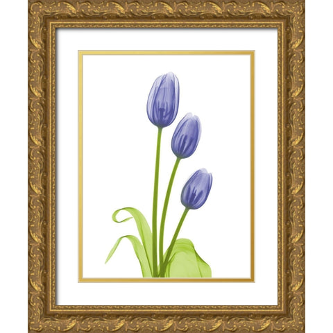 Blue Iris Tulip L78 Gold Ornate Wood Framed Art Print with Double Matting by Koetsier, Albert