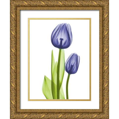 Blue Iris Coupled Friends Gold Ornate Wood Framed Art Print with Double Matting by Koetsier, Albert