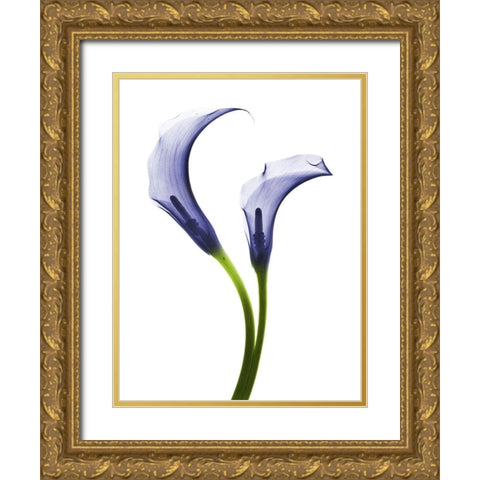 Rowdy Calla Lilly Duo Gold Ornate Wood Framed Art Print with Double Matting by Koetsier, Albert