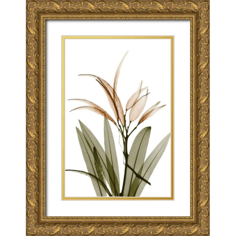 Urban Oleander Seed Pod Gold Ornate Wood Framed Art Print with Double Matting by Koetsier, Albert