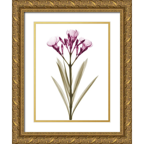 Delightful Oleander A57 Gold Ornate Wood Framed Art Print with Double Matting by Koetsier, Albert