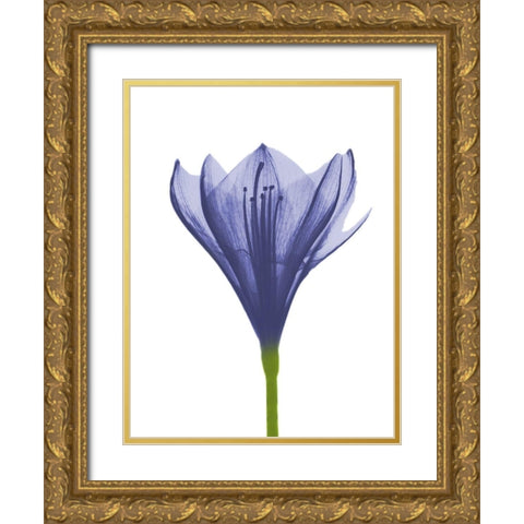 Rowdy Blooming Nature Gold Ornate Wood Framed Art Print with Double Matting by Koetsier, Albert