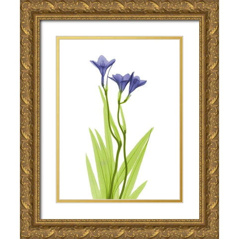 Rowdy Freesia L220 Gold Ornate Wood Framed Art Print with Double Matting by Koetsier, Albert