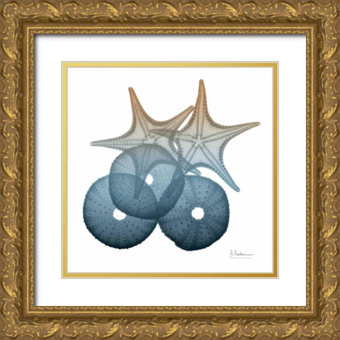 Steel Hues Sea Urchin and Starfish Gold Ornate Wood Framed Art Print with Double Matting by Koetsier, Albert