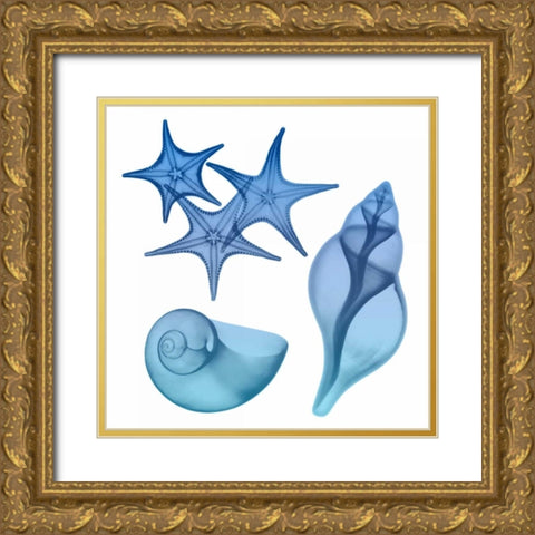 Blue Ombre Sea Life Gold Ornate Wood Framed Art Print with Double Matting by Koetsier, Albert