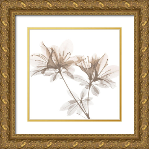 Dry Azalea 2 Gold Ornate Wood Framed Art Print with Double Matting by Koetsier, Albert