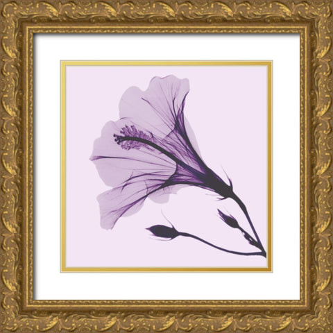 Lavender Passion Hibiscus Gold Ornate Wood Framed Art Print with Double Matting by Koetsier, Albert