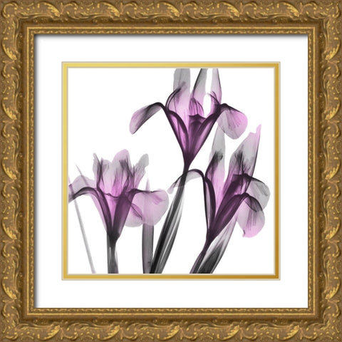 Dazzling Iris Gold Ornate Wood Framed Art Print with Double Matting by Koetsier, Albert