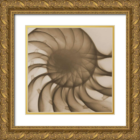 Brown Shell Close Up Gold Ornate Wood Framed Art Print with Double Matting by Koetsier, Albert